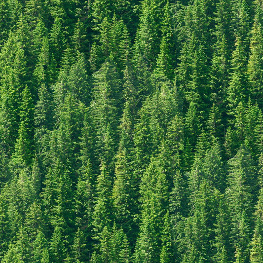 Trees - Natural Treasures II Cotton Print Fabric - per half metre