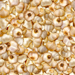Fresh Cotton Print - Garlic - per half metre
