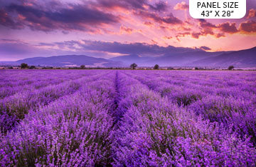 Lavender Fields Cotton Print - Lavender Field Panel